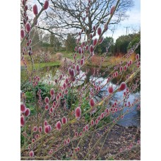 Верба тонкостовпчикова 'Маунт Асо' (Salix gracilistyla 'Mount Aso') 